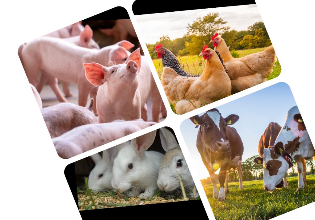 Volaille Porc Bovin lapin