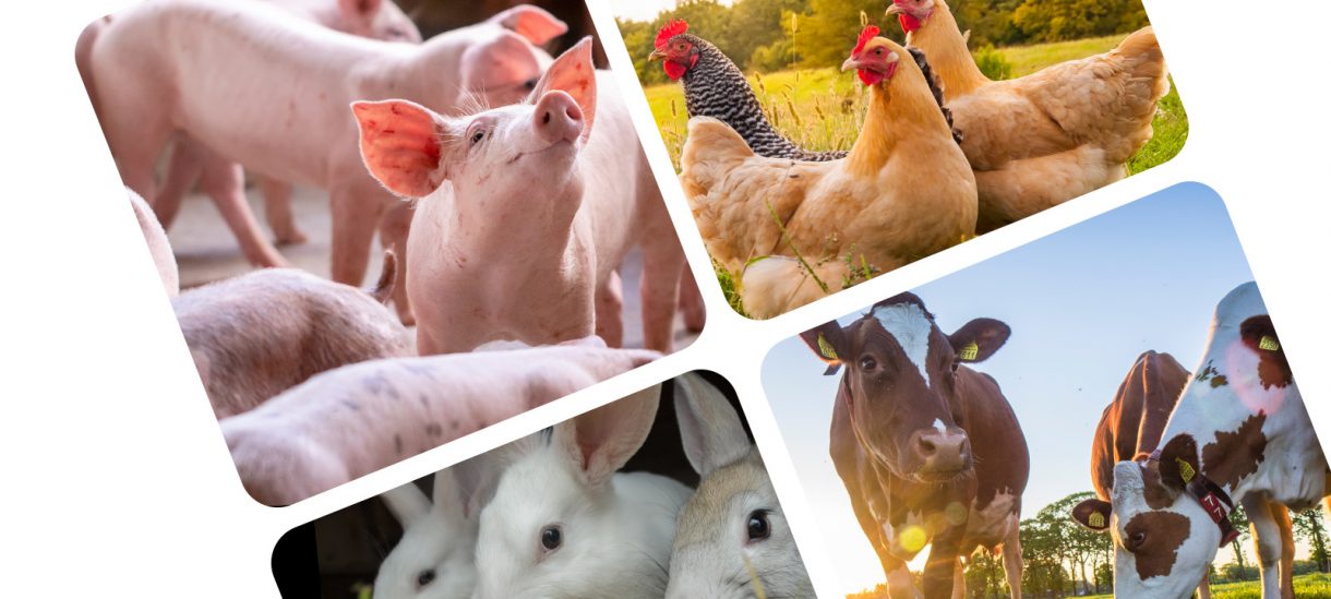Volaille Porc Bovin lapin