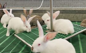 PESAGE BAT 2 – LAPINS